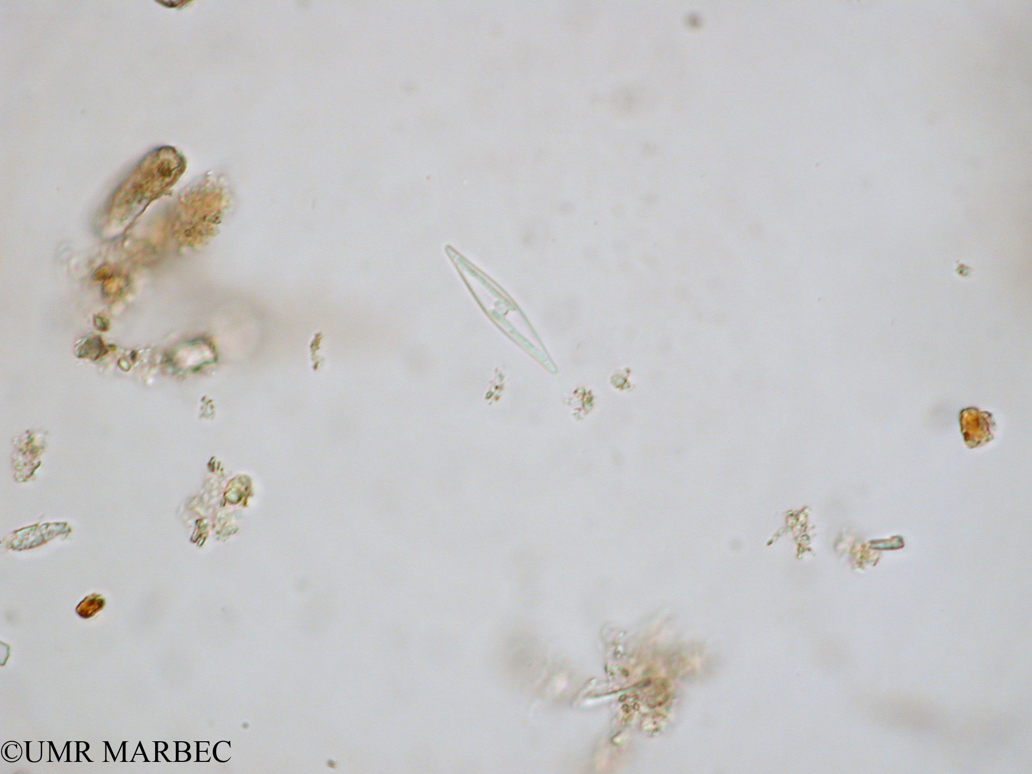 phyto/Tulear Lagoon/all/ICAR2 Avril 2008/Pennée spp 3-5x15-40µm (Navicula sp2 x1.5x40 c)(copy).jpg